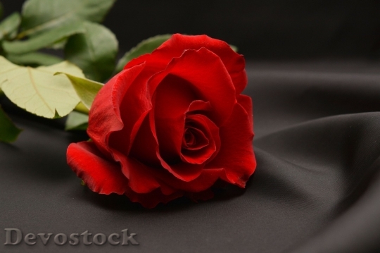 Devostock Beautiful red rose  (16)