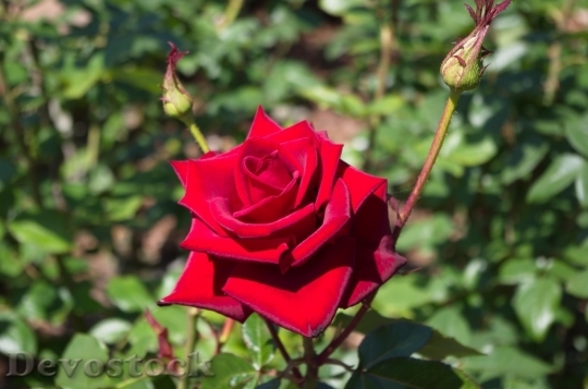 Devostock Beautiful red rose  (161)