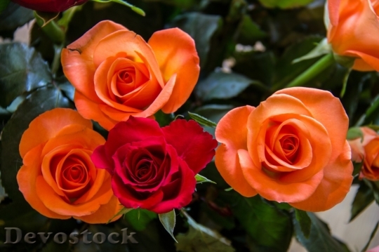 Devostock Beautiful red rose  (162)