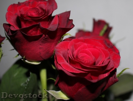 Devostock Beautiful red rose  (163)