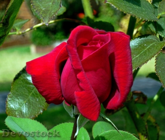 Devostock Beautiful red rose  (164)