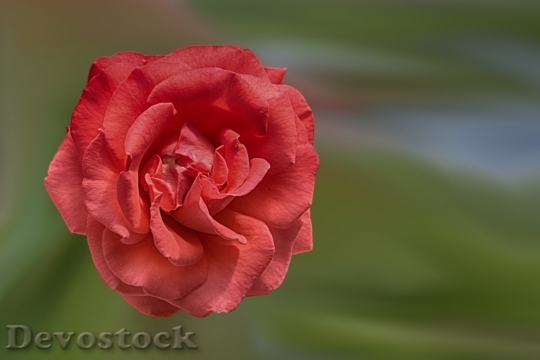 Devostock Beautiful red rose  (165)