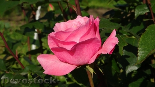 Devostock Beautiful red rose  (166)