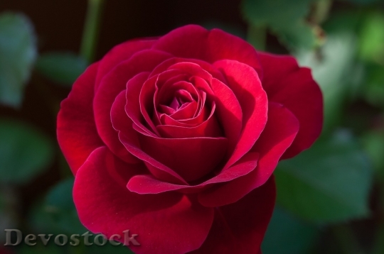 Devostock Beautiful red rose  (168)