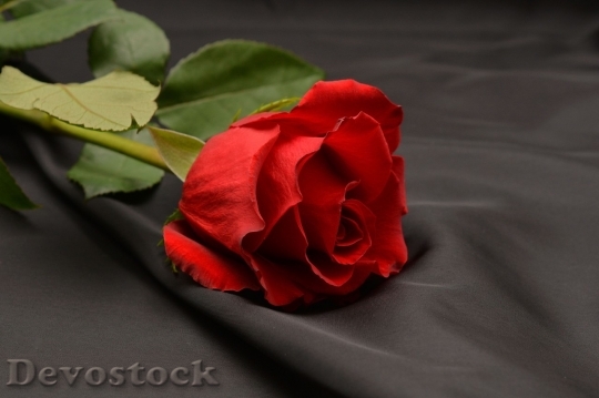 Devostock Beautiful red rose  (17)