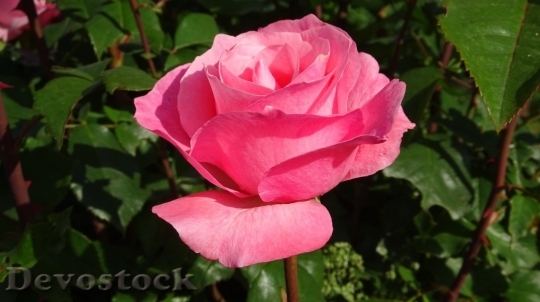 Devostock Beautiful red rose  (170)