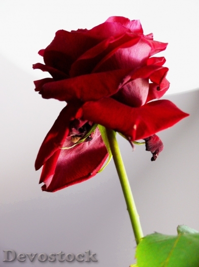 Devostock Beautiful red rose  (171)
