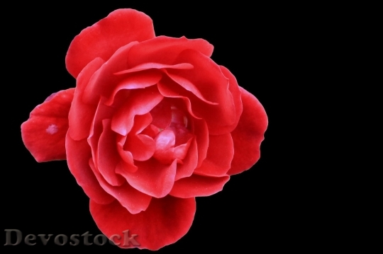 Devostock Beautiful red rose  (172)