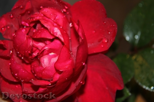 Devostock Beautiful red rose  (176)