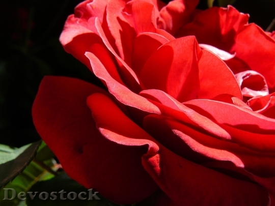Devostock Beautiful red rose  (180)