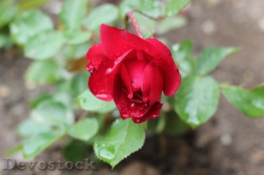 Devostock Beautiful red rose  (184)