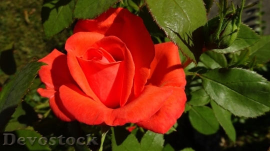 Devostock Beautiful red rose  (185)