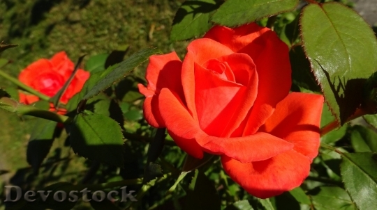 Devostock Beautiful red rose  (186)