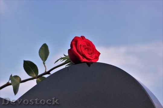 Devostock Beautiful red rose  (188)