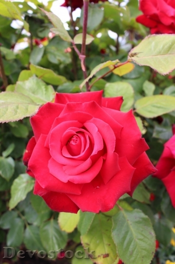 Devostock Beautiful red rose  (189)
