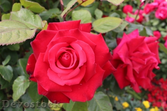 Devostock Beautiful red rose  (190)