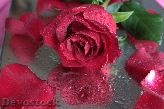 Devostock Beautiful red rose  (204)