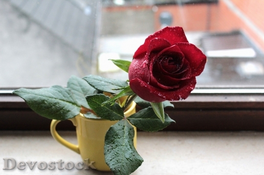 Devostock Beautiful red rose  (205)