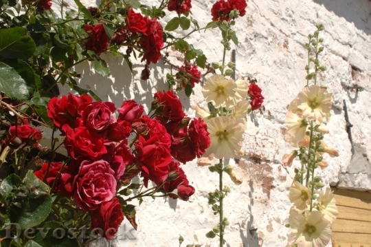 Devostock Beautiful red rose  (206)