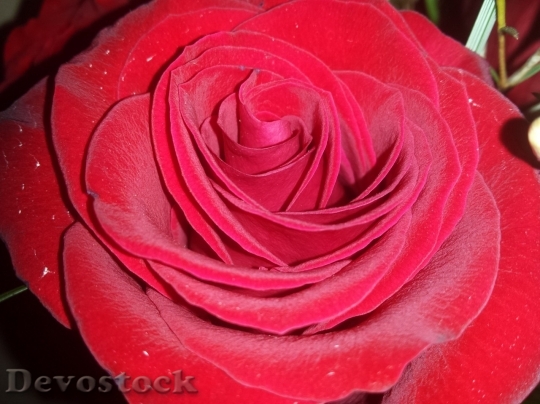 Devostock Beautiful red rose  (208)