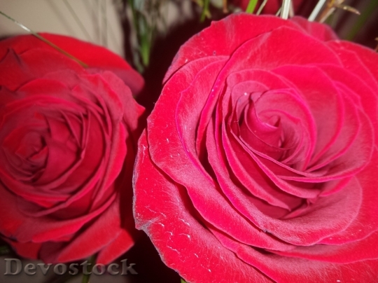 Devostock Beautiful red rose  (210)