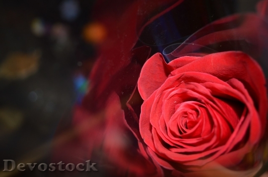 Devostock Beautiful red rose  (211)