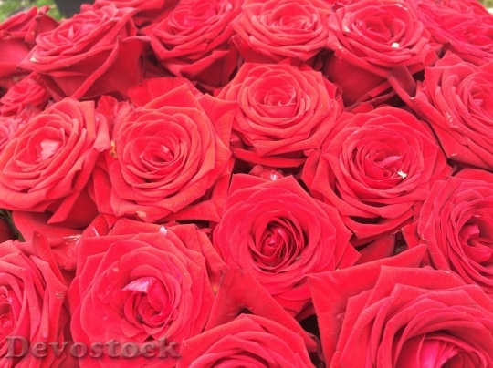 Devostock Beautiful red rose  (212)
