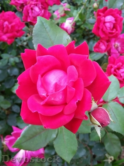 Devostock Beautiful red rose  (213)