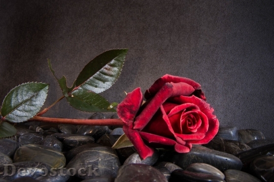 Devostock Beautiful red rose  (214)