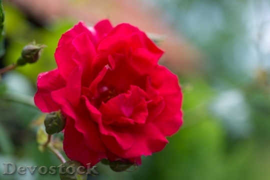 Devostock Beautiful red rose  (215)