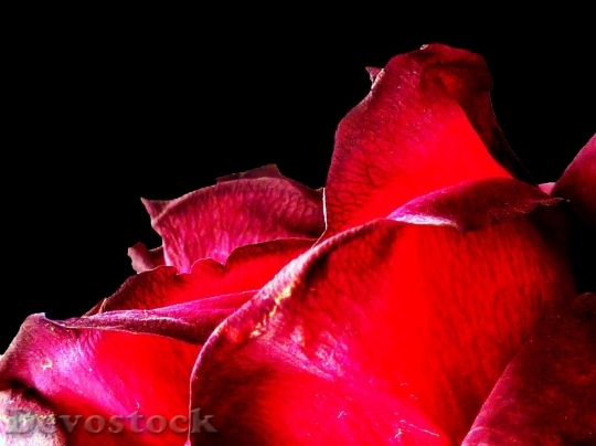 Devostock Beautiful red rose  (217)