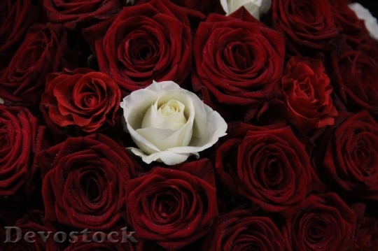 Devostock Beautiful red rose  (218)