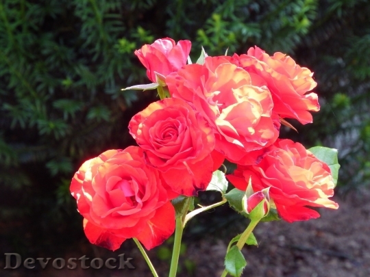 Devostock Beautiful red rose  (219)