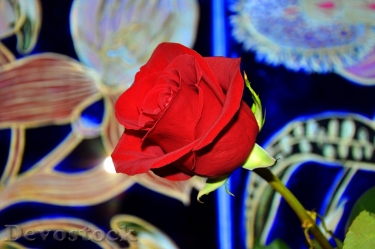 Devostock Beautiful red rose  (22)