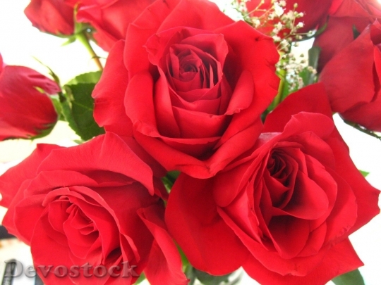 Devostock Beautiful red rose  (222)