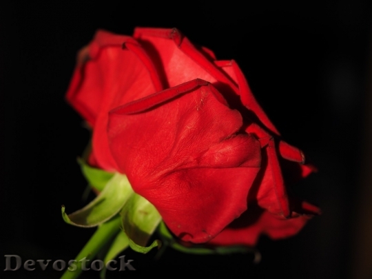 Devostock Beautiful red rose  (223)