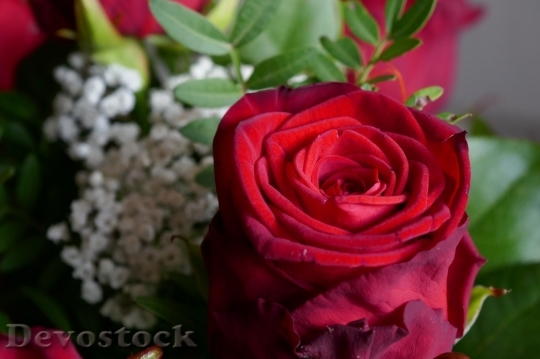 Devostock Beautiful red rose  (224)