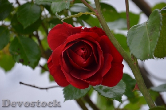 Devostock Beautiful red rose  (226)