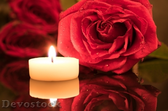 Devostock Beautiful red rose  (227)