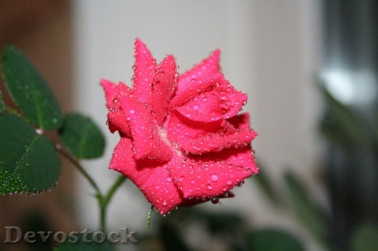 Devostock Beautiful red rose  (229)