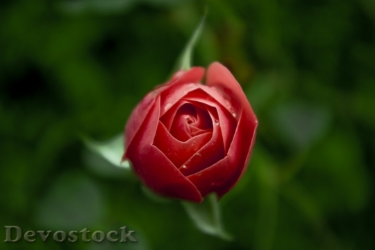 Devostock Beautiful red rose  (230)