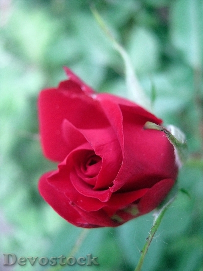 Devostock Beautiful red rose  (231)