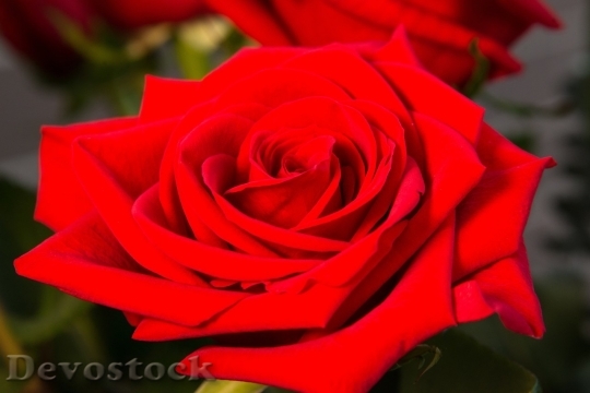 Devostock Beautiful red rose  (232)