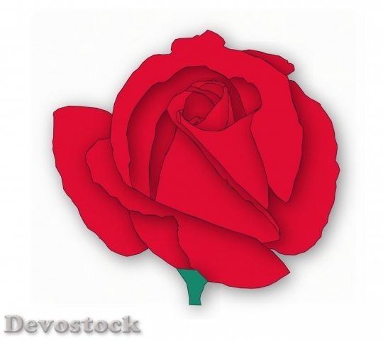 Devostock Beautiful red rose  (234)