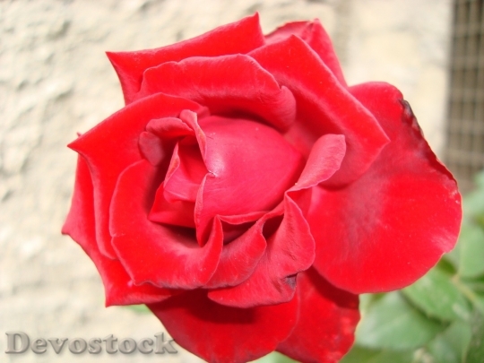 Devostock Beautiful red rose  (235)