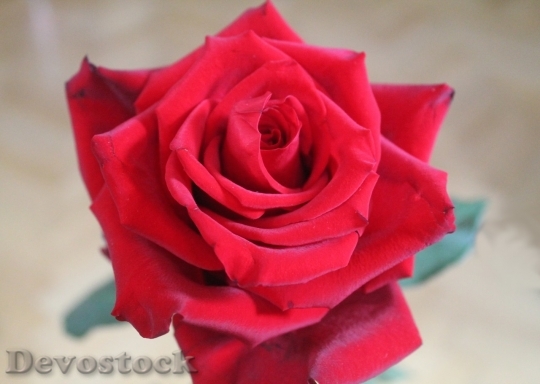 Devostock Beautiful red rose  (238)