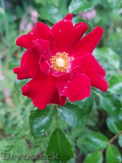 Devostock Beautiful red rose  (239)