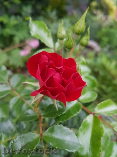 Devostock Beautiful red rose  (240)