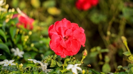 Devostock Beautiful red rose  (241)
