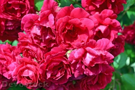 Devostock Beautiful red rose  (242)